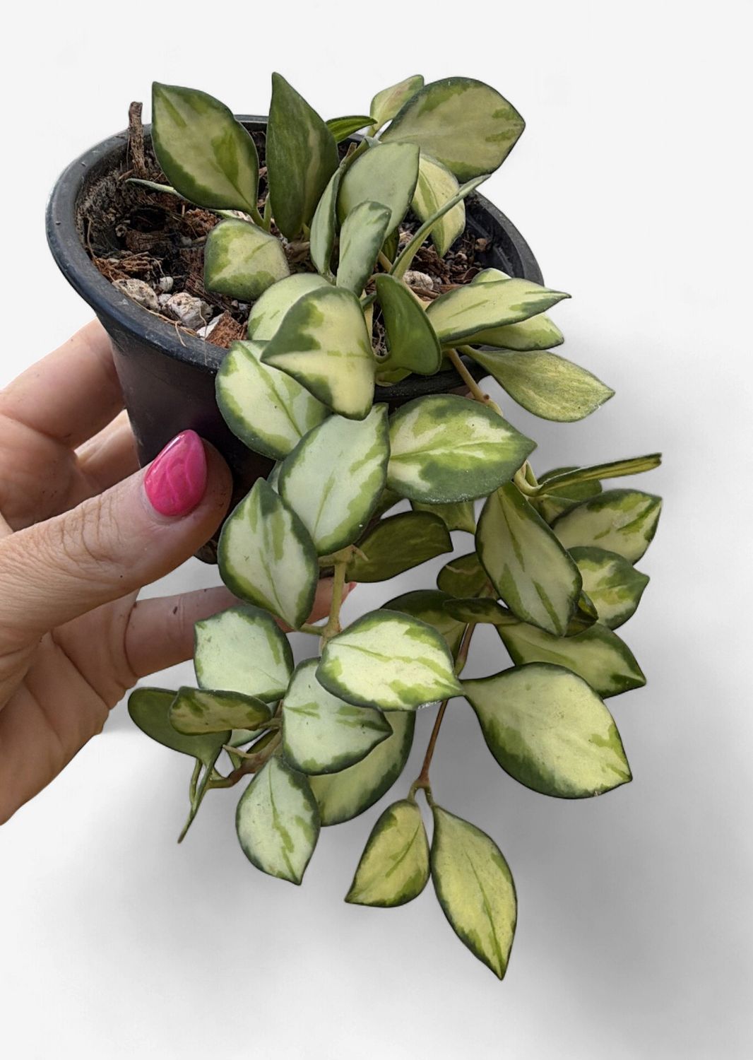 3" Hoya Heuschkeliana Variegated
