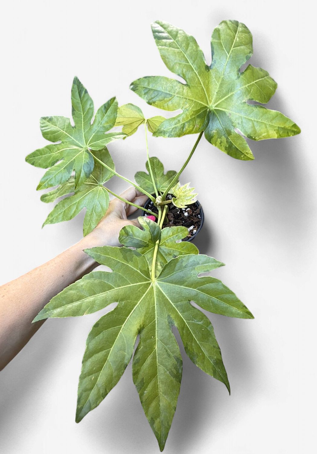 4" Fatsia Japonica Variegata 'Camouflage'