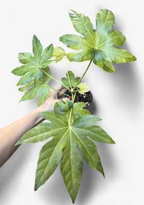 4" Fatsia Japonica Variegata 'Camouflage'