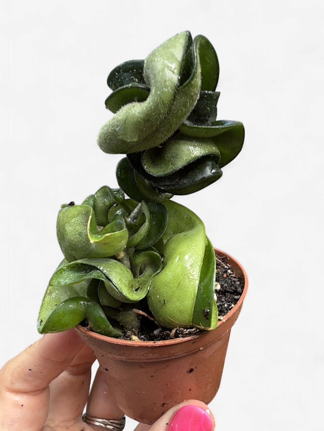 3" Hoya Carnosa