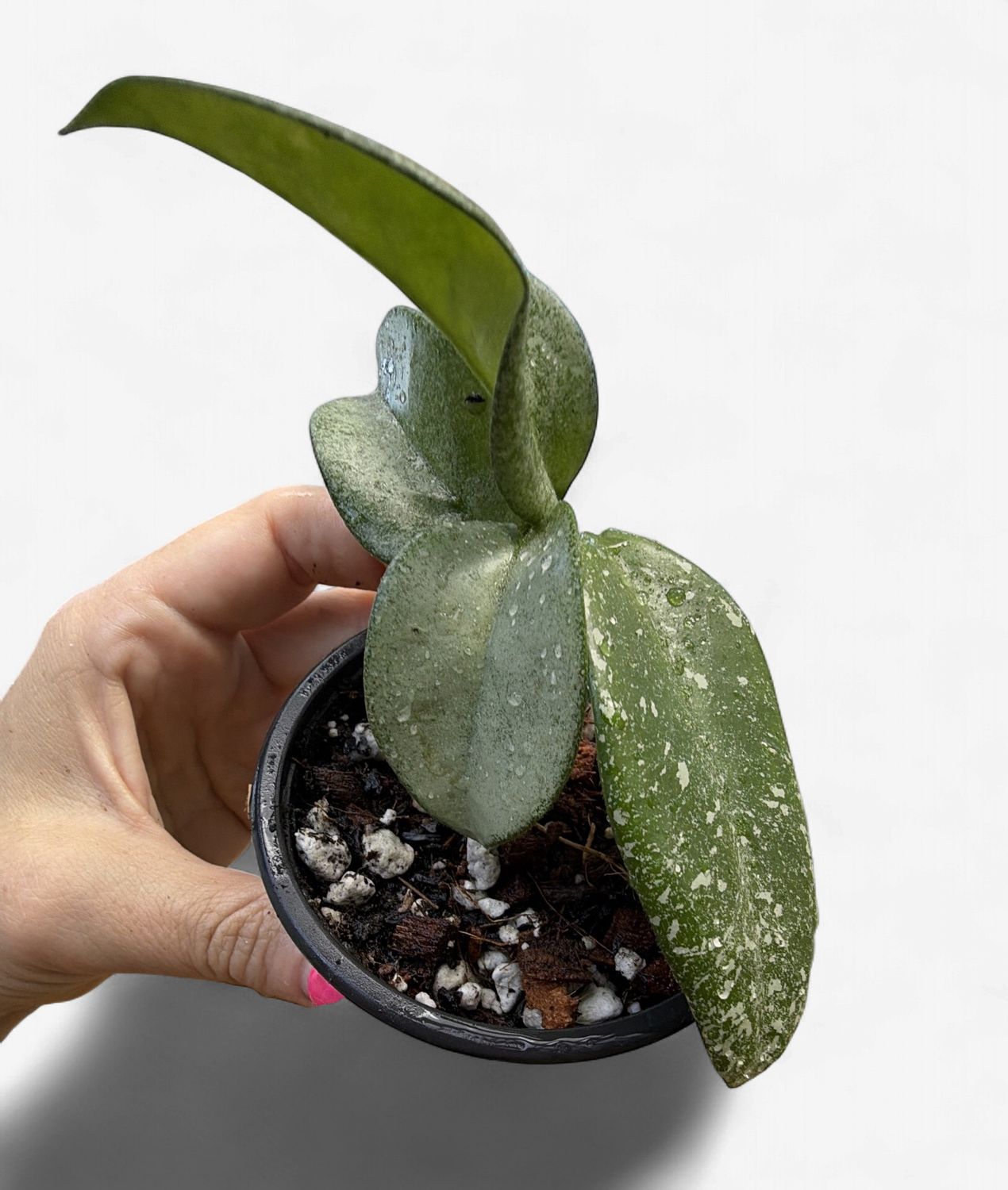 3" Hoya Nova Ghost