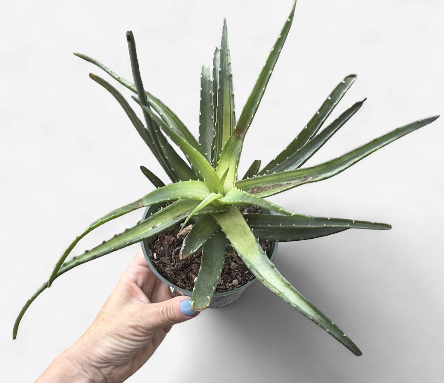 4" Aloe Solar Flare