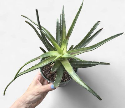 4" Aloe Solar Flare