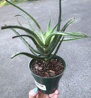 4" Aloe Solar Flare