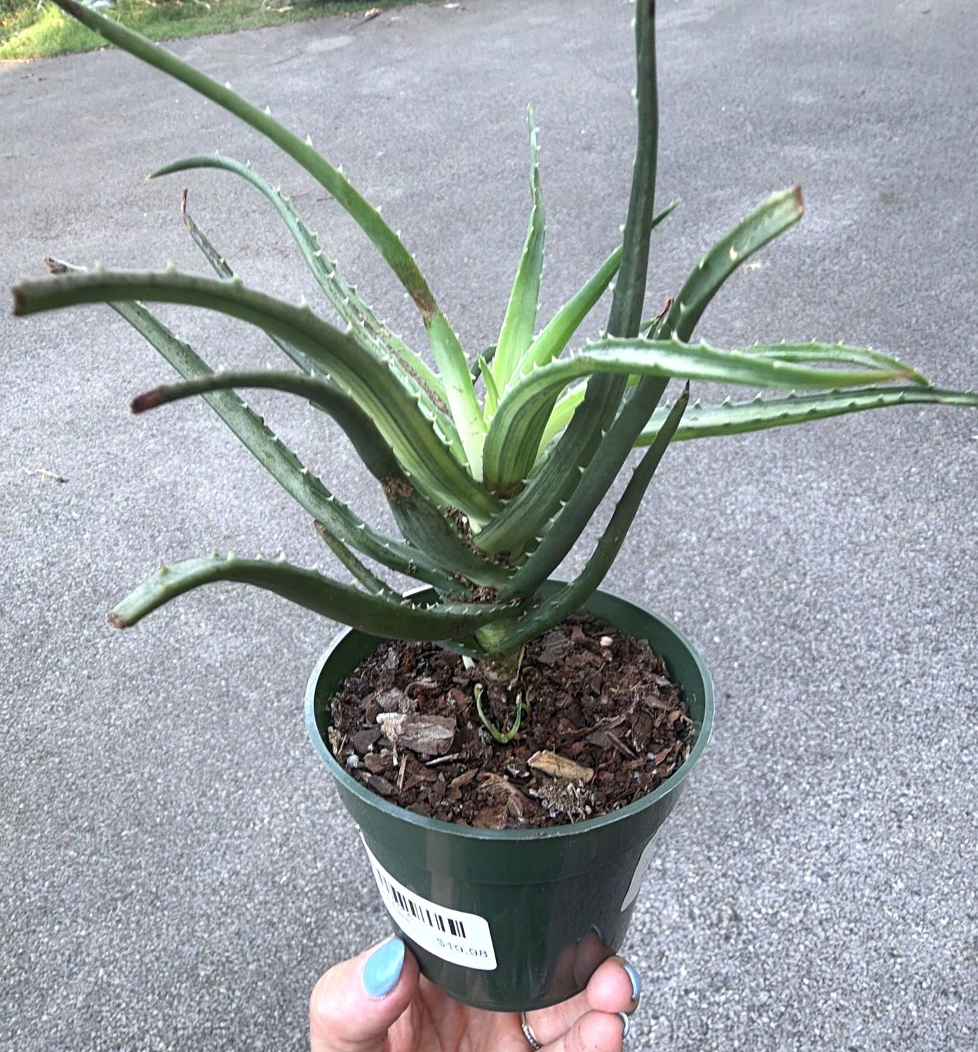 4" Aloe Solar Flare
