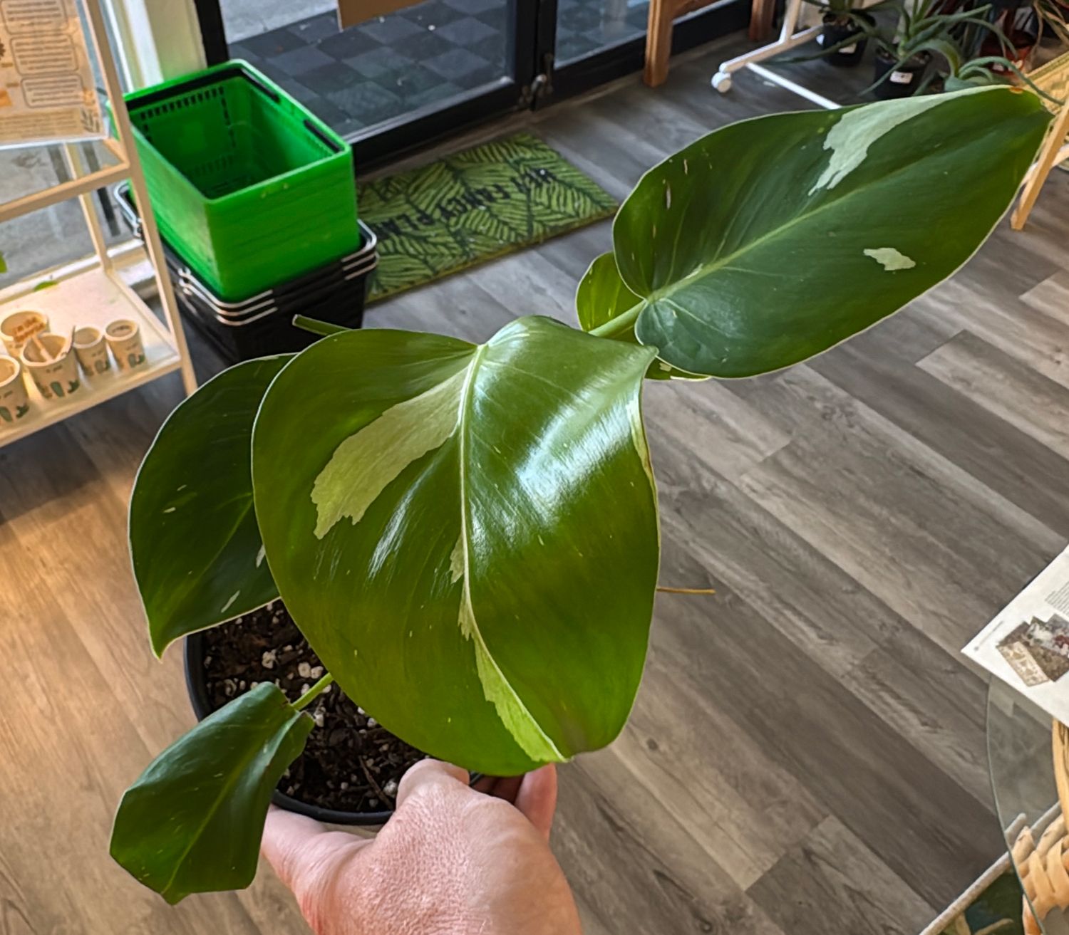 6" Philodendron White Wizard