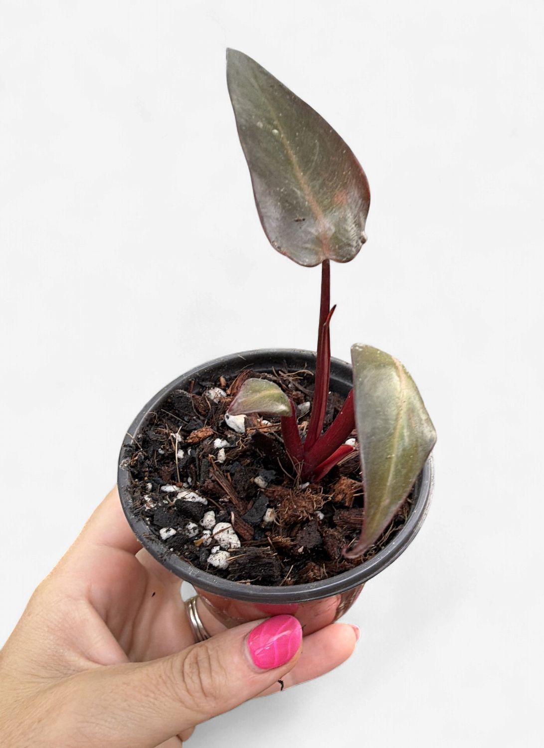 3" Philodendron Strawberry Shake