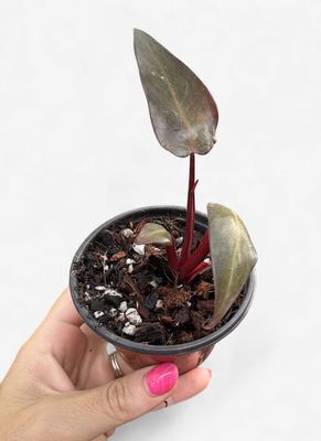 3" Philodendron Strawberry Shake