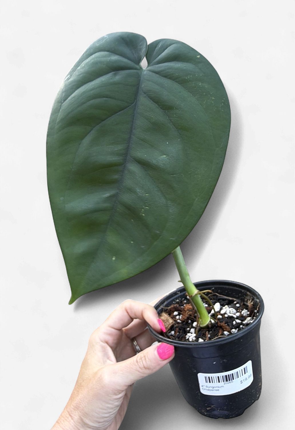 4" Syngonium Chiapense