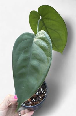 4" Syngonium Chiapense