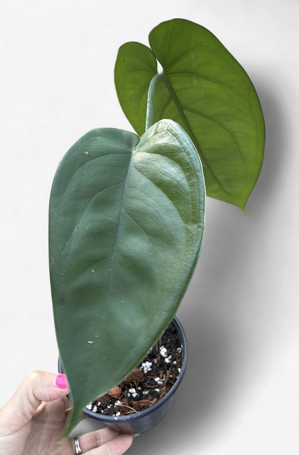 4" Syngonium Chiapense
