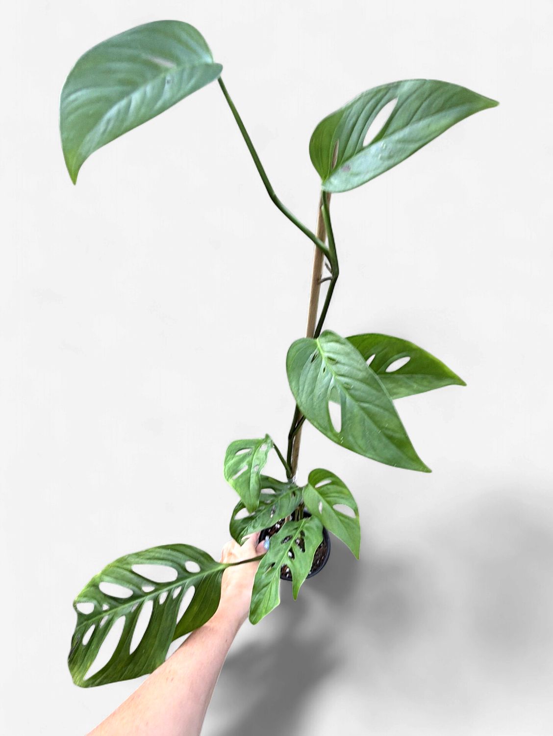 4" Monstera Acuminata