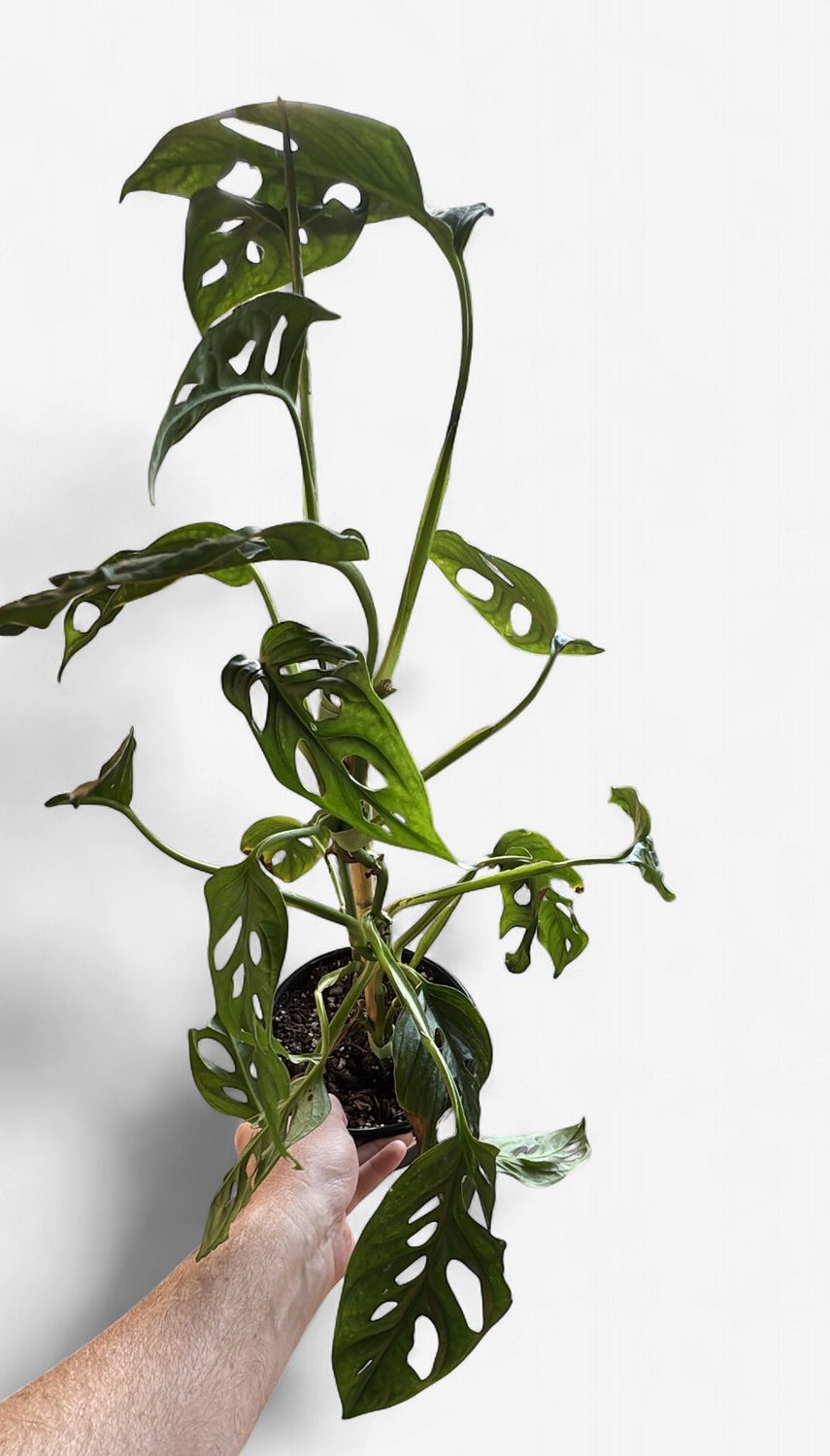 6" Monstera Adansonii Mint (Low Color)
