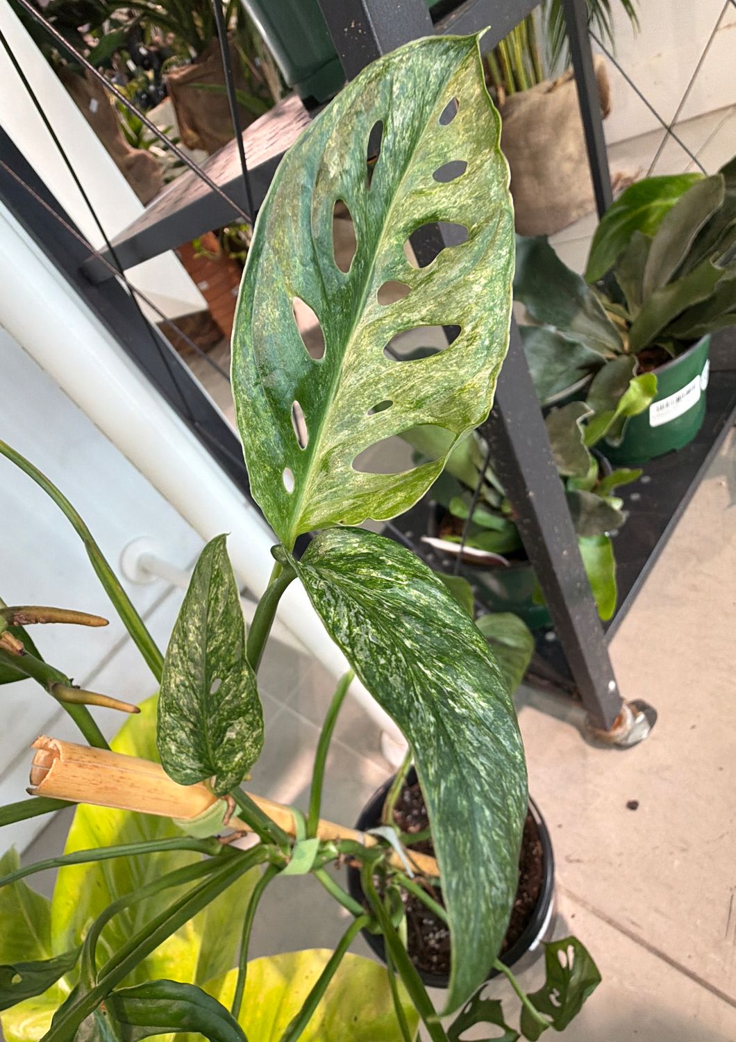 6" Monstera Adansonii Mint (Low Color)