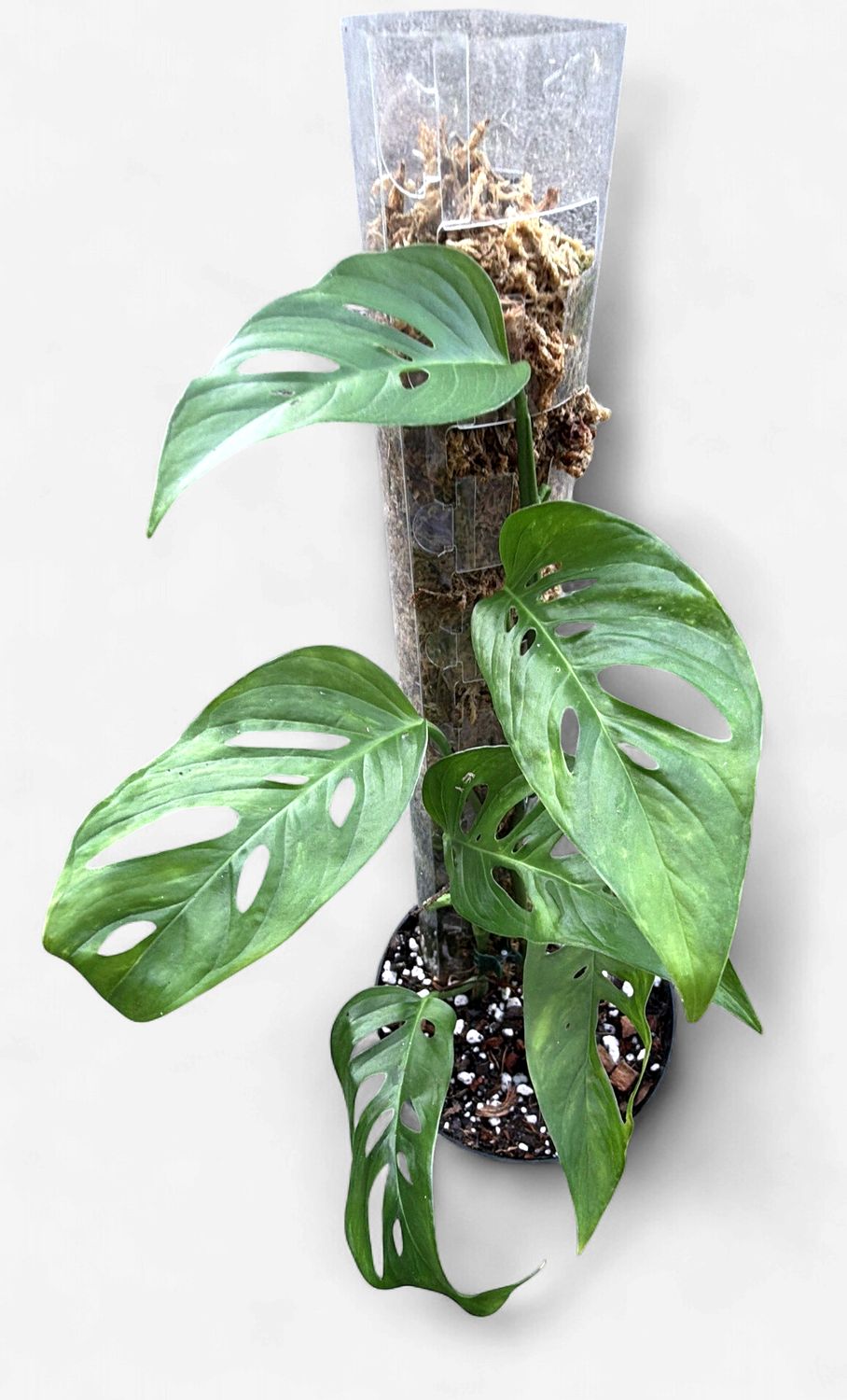 6" Monstera Acuminata