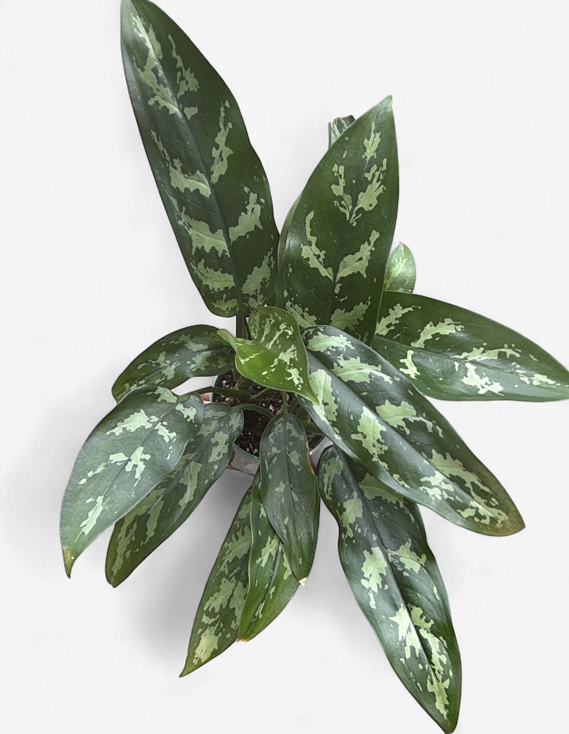 4" Aglaonema Maria