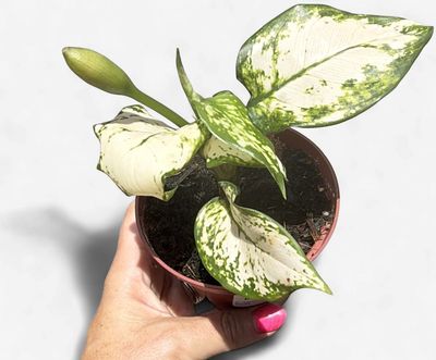 4" Aglaonema Super White