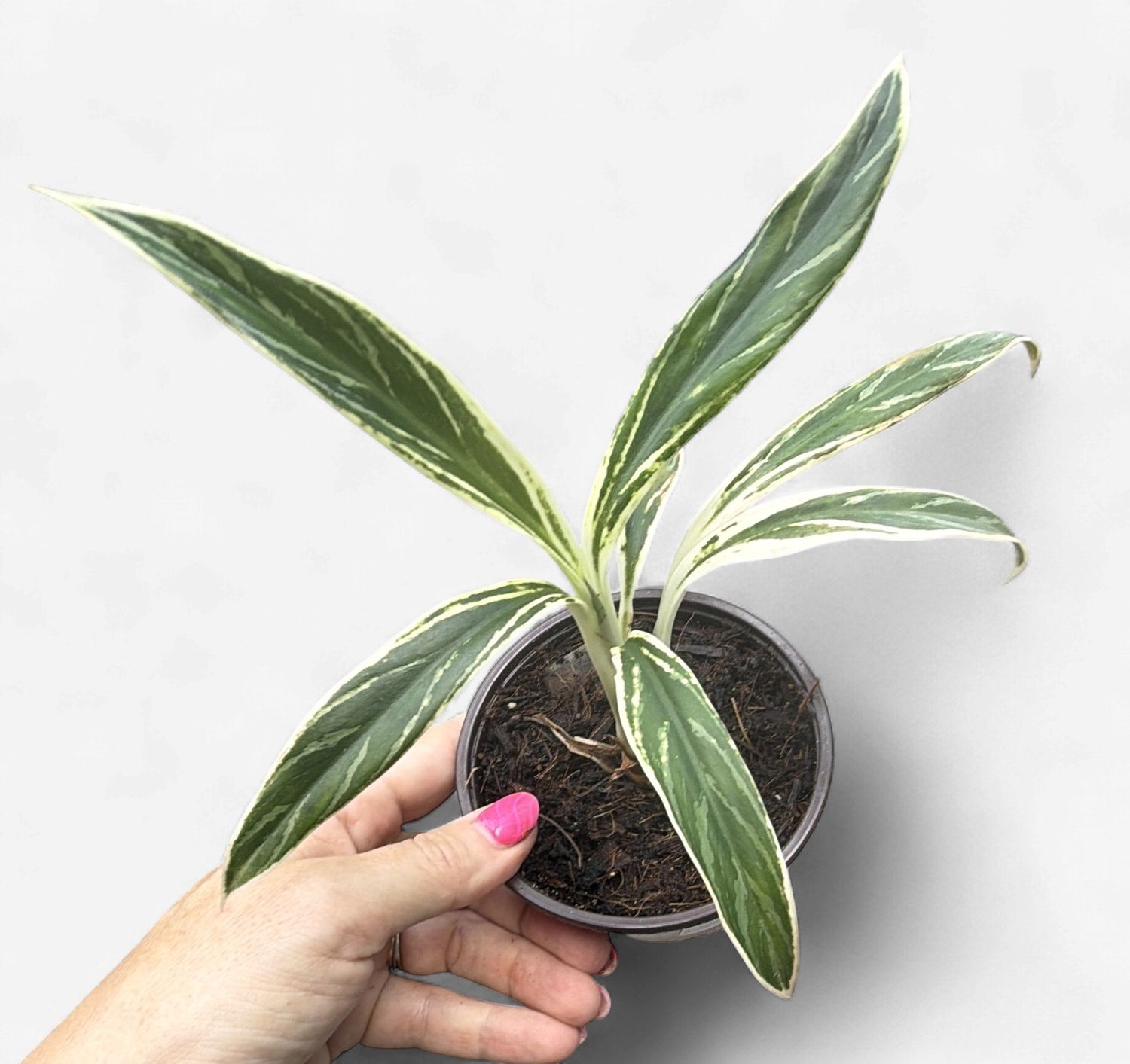 4" Aglaonema Bamboo