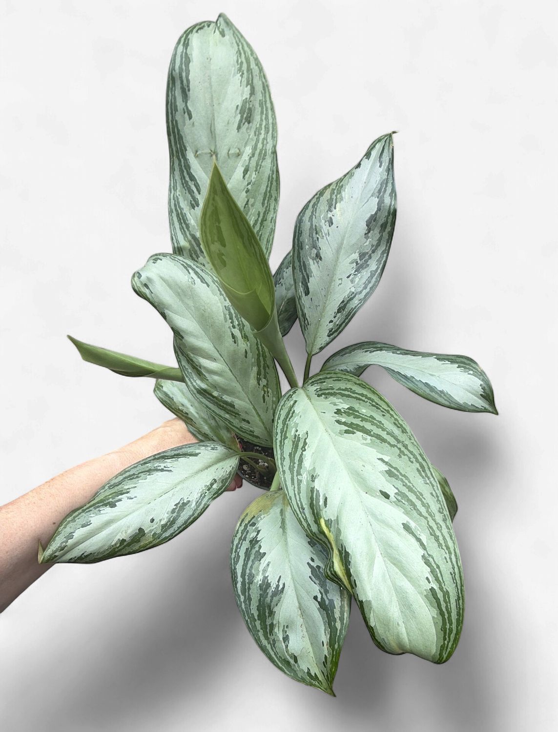 4" Aglaonema Silver Bay