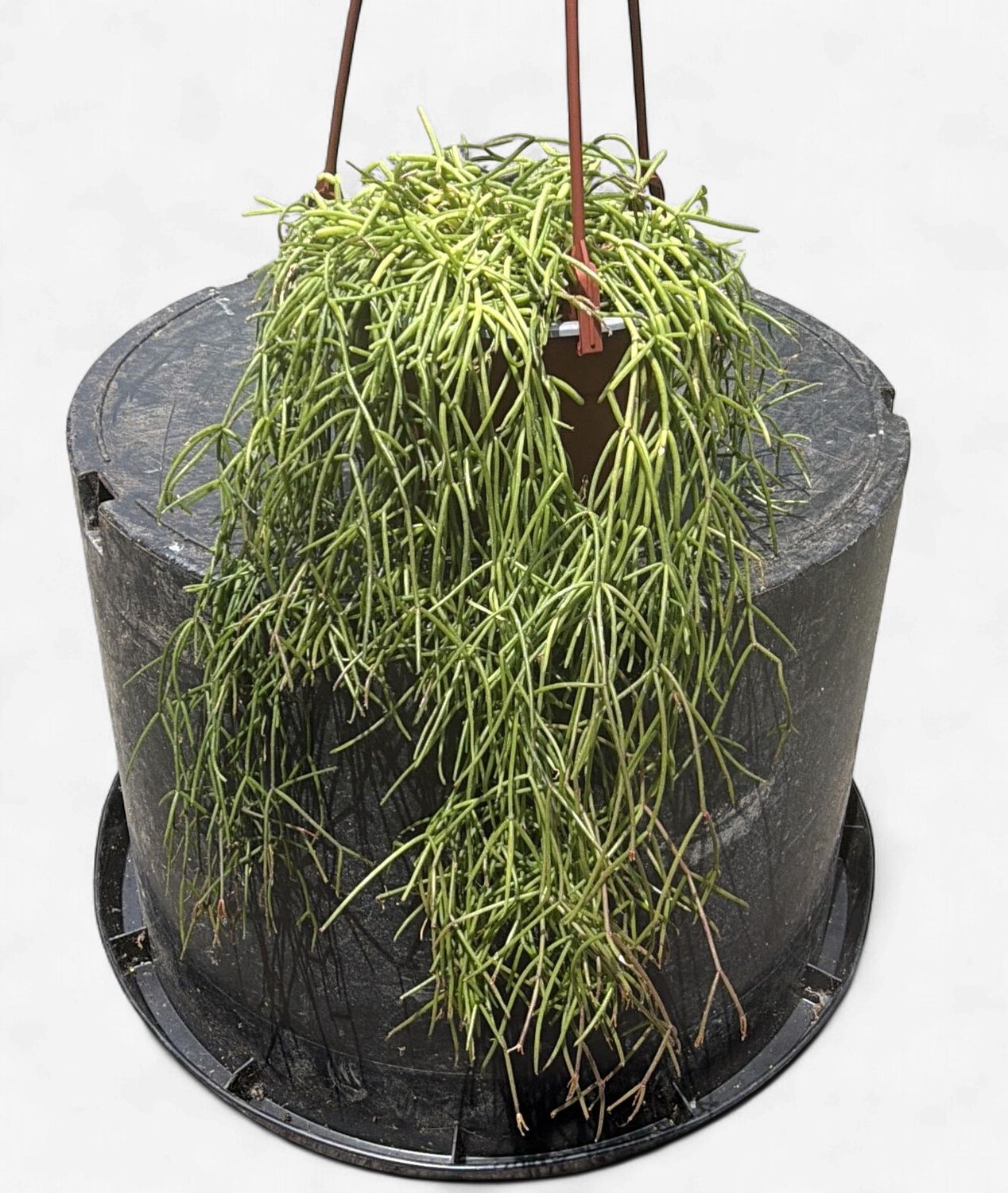 6" Rhipsalis baccifera (Mistletoe Cactus)