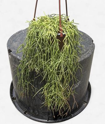 6" Rhipsalis baccifera (Mistletoe Cactus)