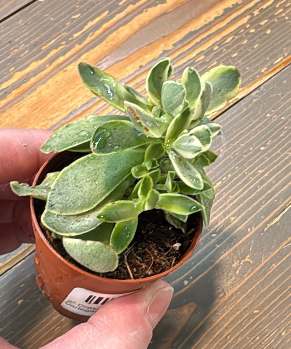 2" Crassula Jade Variegated
