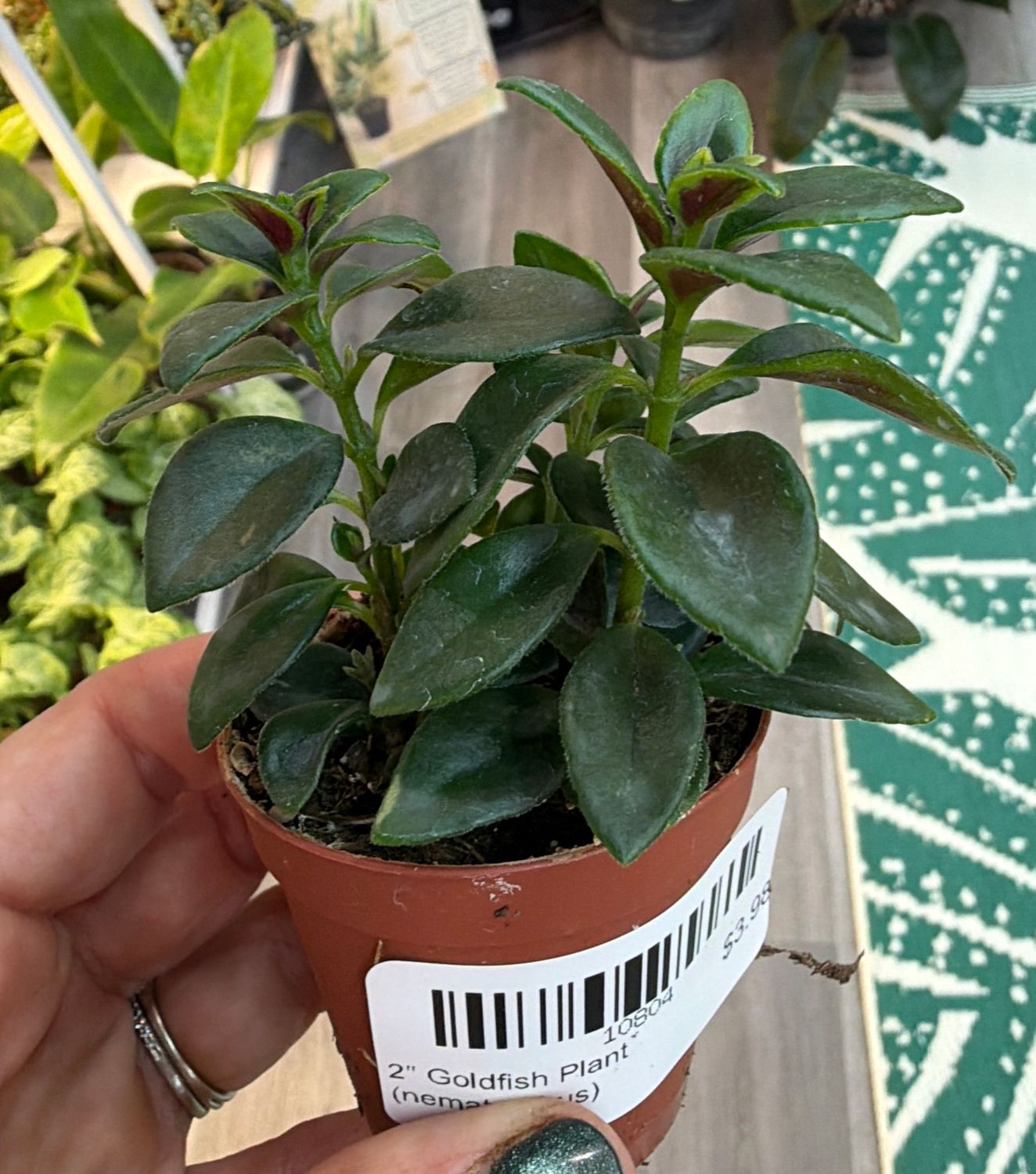 2" Goldfish Plant (nematanthus)