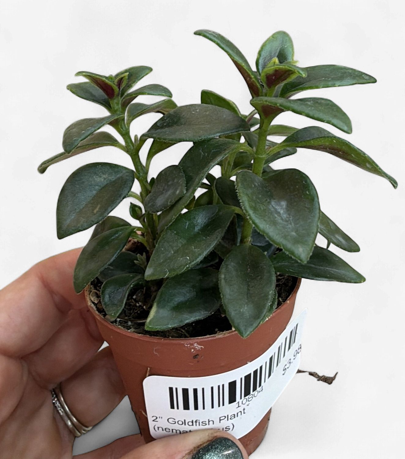 2" Goldfish Plant (nematanthus)