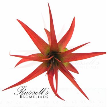 Tillandsia ABDITA V. BRACH, 2-3"