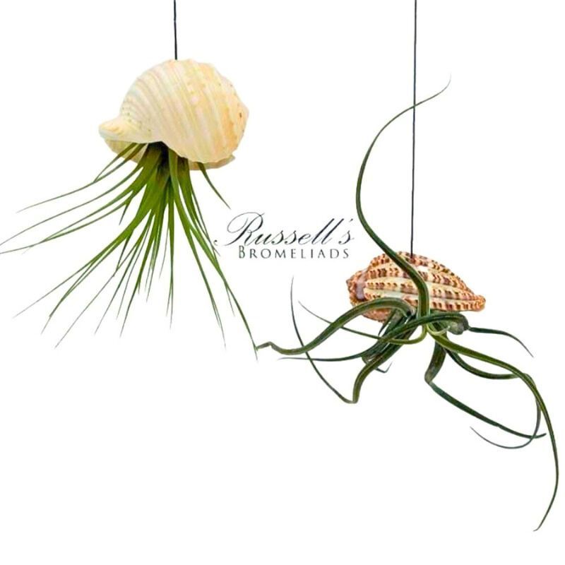 3.5" Tillandsia JELLYFISH (HANGING)