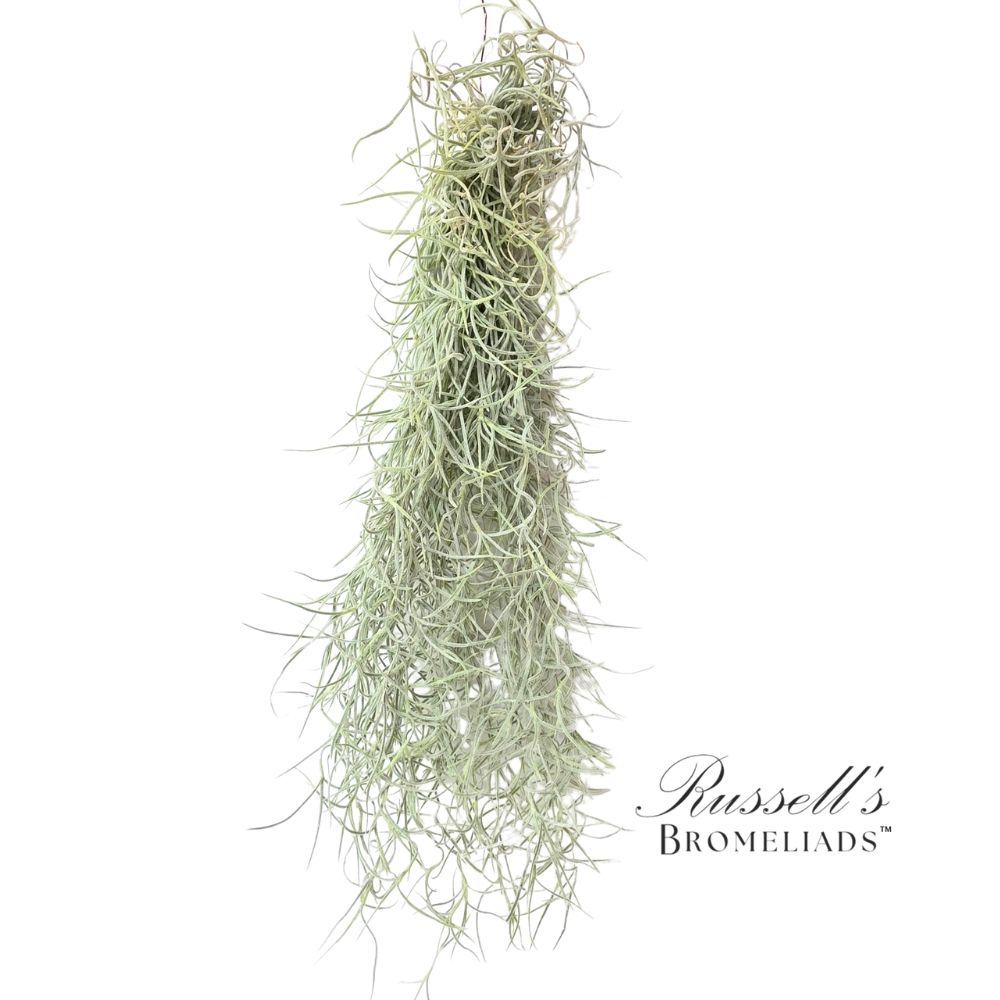 Tillandsia Usneoides (Spanish Moss) - XL Clump (60g)