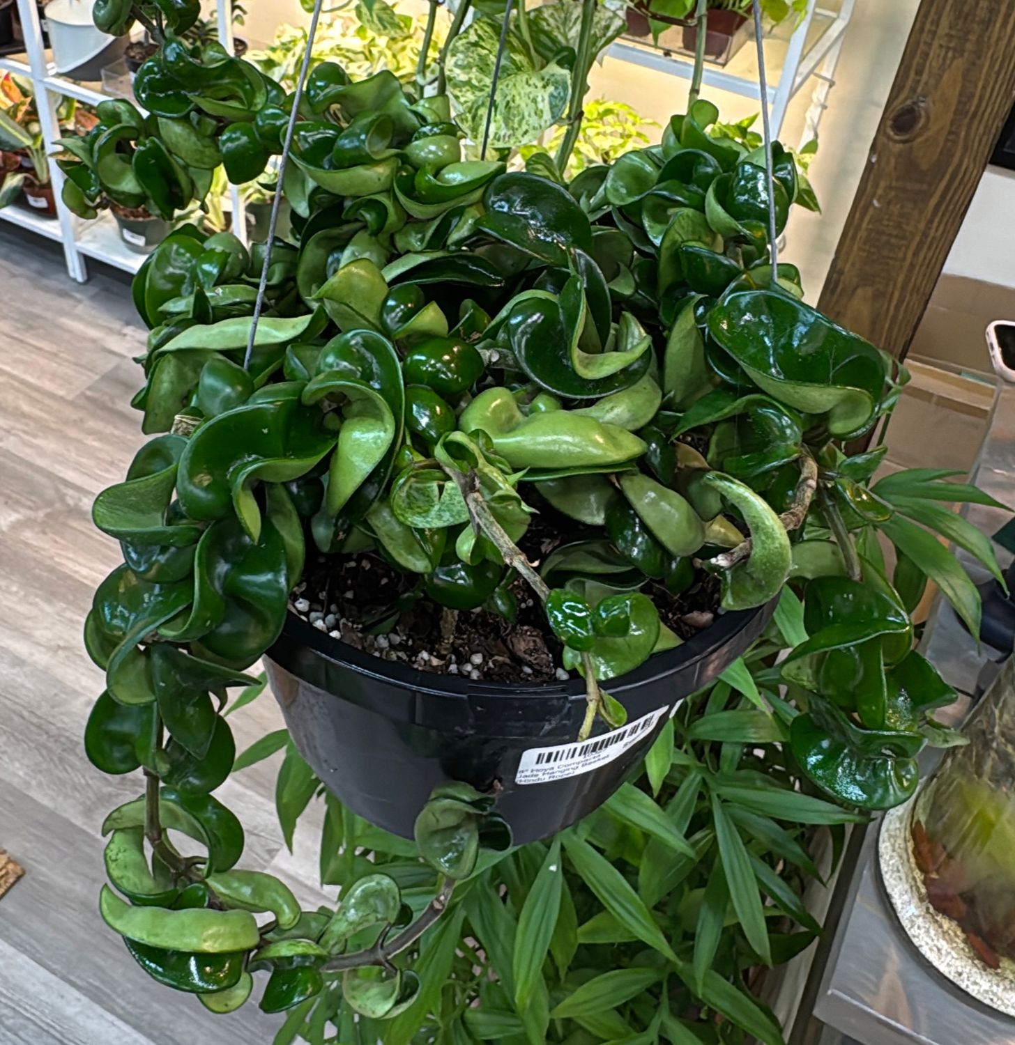 8" Hoya Compacta Jade Hanging Basket (Hindu Rope)
