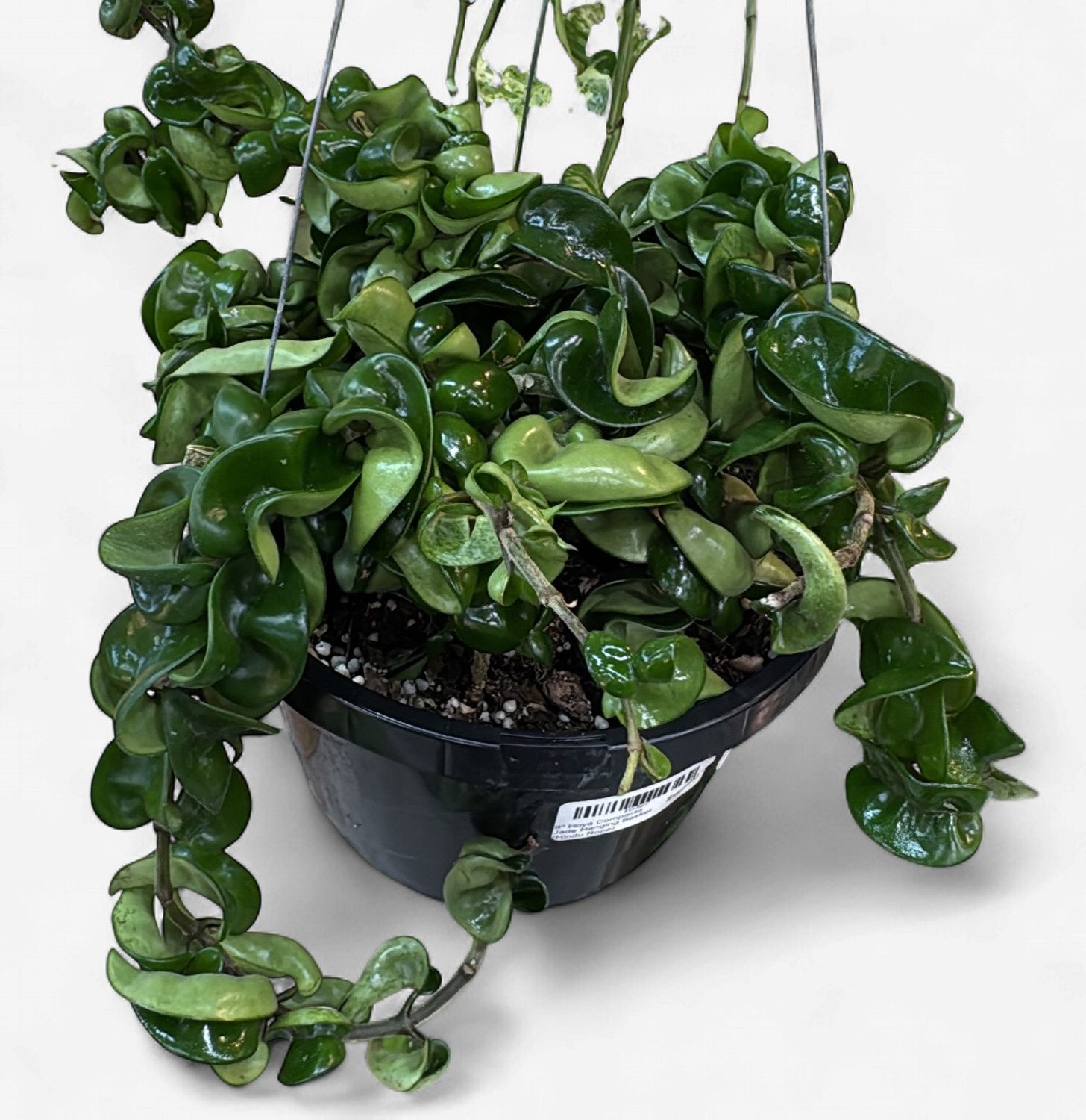 8" Hoya Compacta Jade Hanging Basket (Hindu Rope)