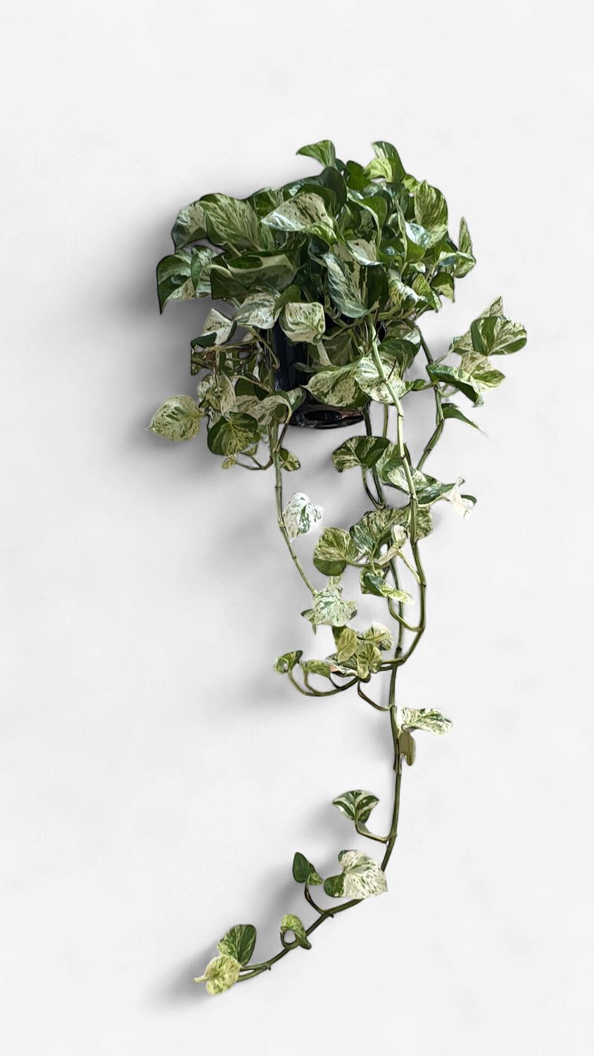 8" Pothos Manjula Hanging Basket
