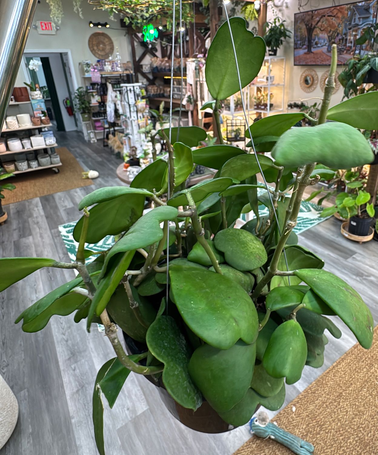 8" Hoya Kerrii Jade Hanging Basket