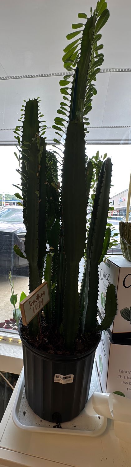 10" Euphorbia Acrurensis