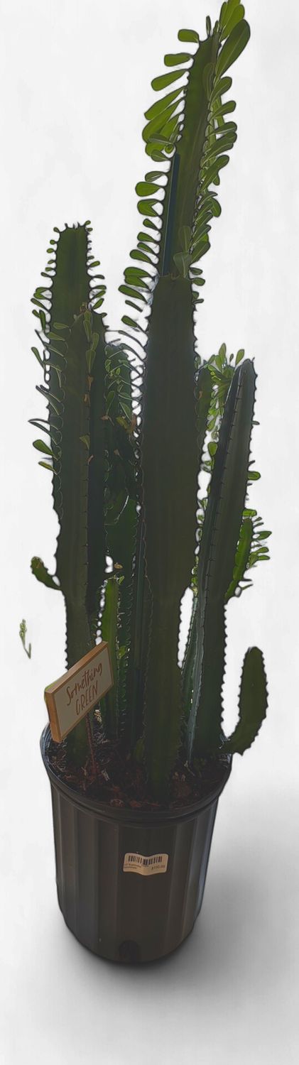 10" Euphorbia Acrurensis (Cowboy Cactus)