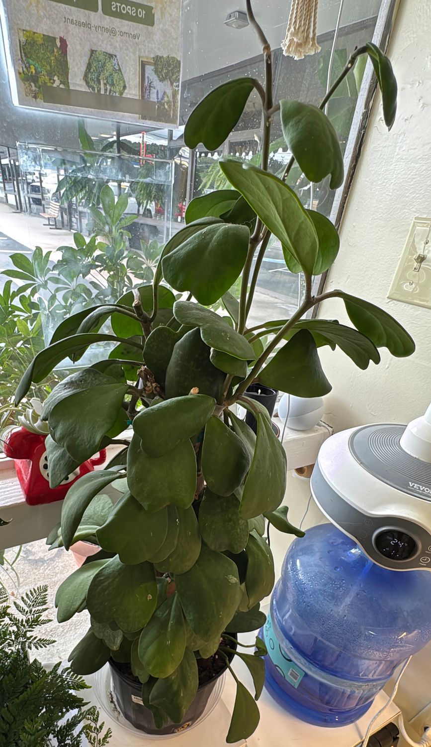8" Hoya Kerrii Jade Totem (Hearts)