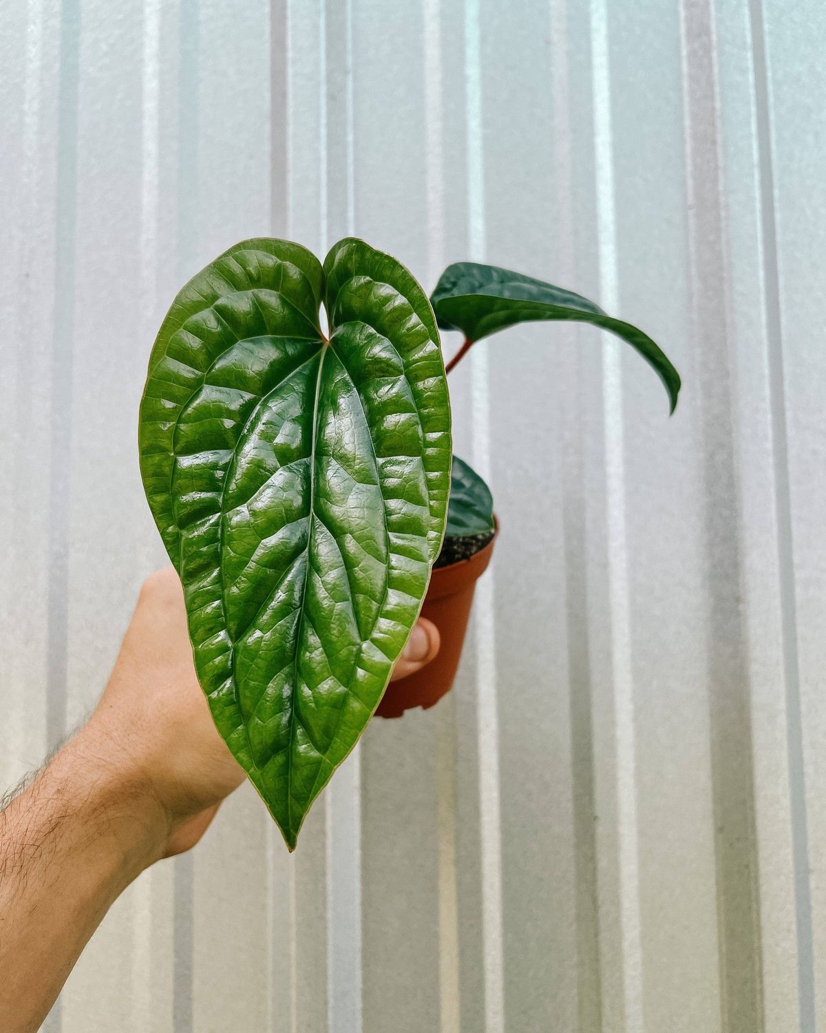 4" Anthurium 'Radicans x Luxurians'