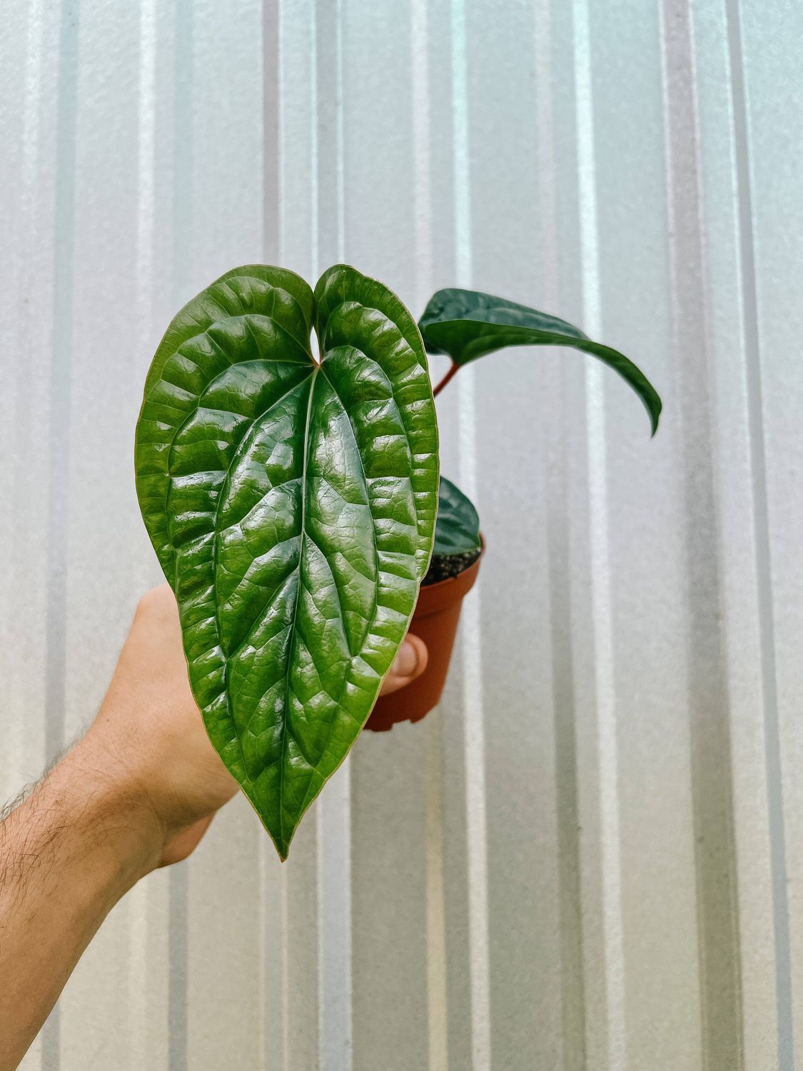 4" Anthurium 'Radicans x Luxurians'