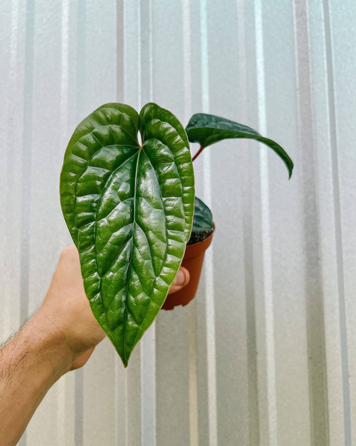 4" Anthurium 'Radicans x Luxurians'