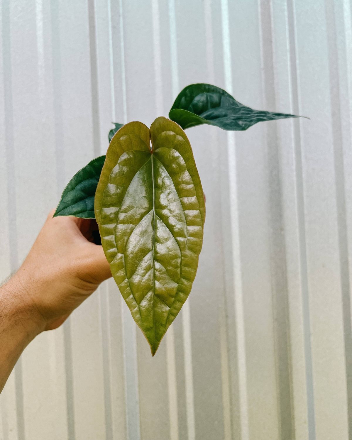 4" Anthurium 'Radicans x Luxurians'