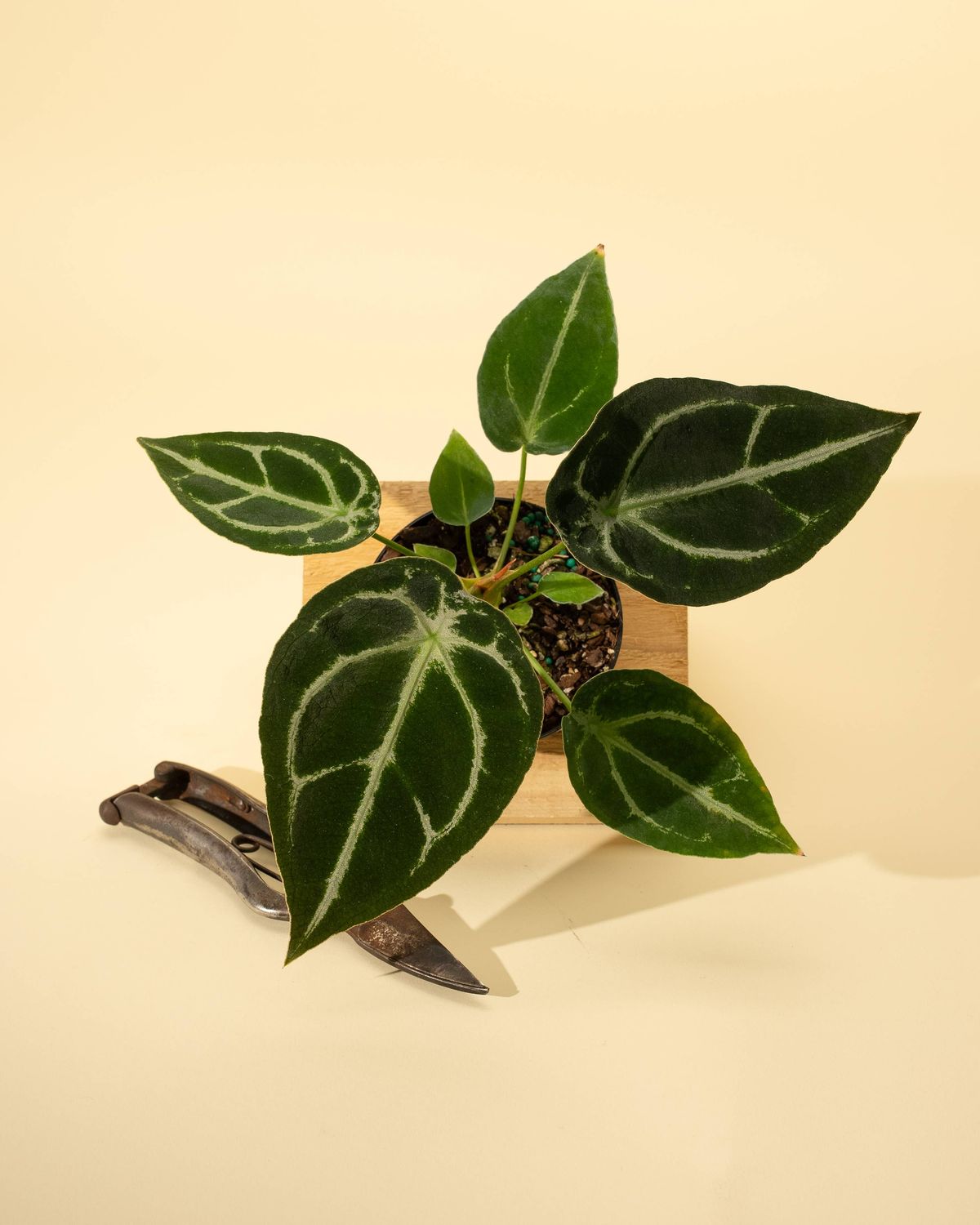 4" Anthurium 'Forgetii Hybrid'