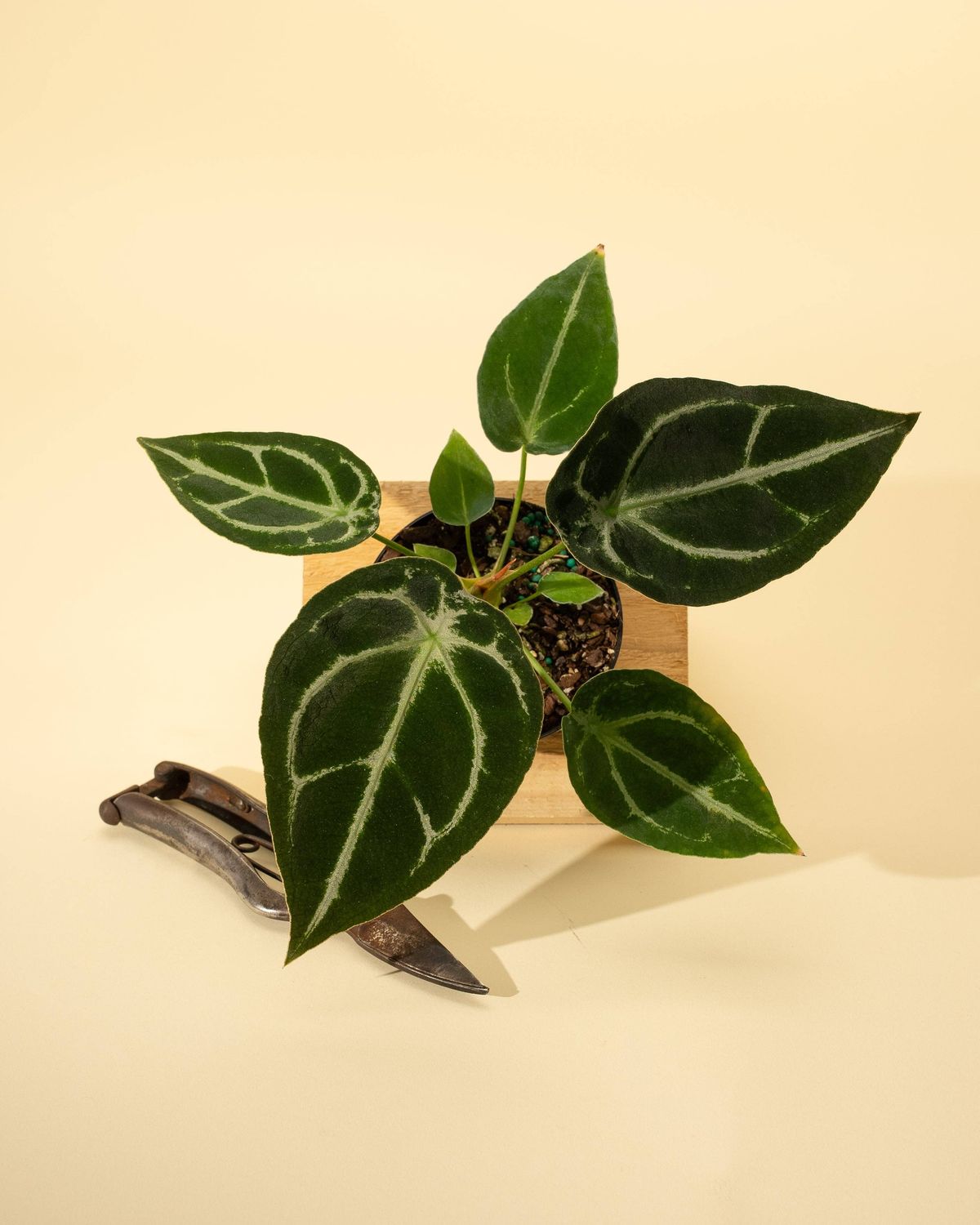 4" Anthurium 'Forgetii Hybrid'