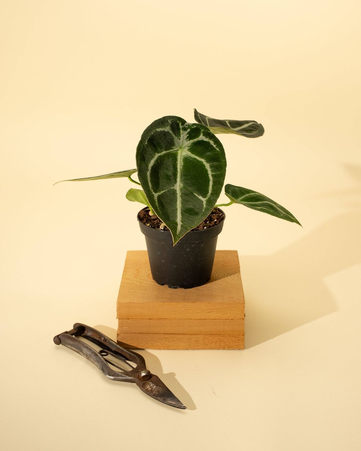 4" Anthurium 'Forgetii Hybrid'