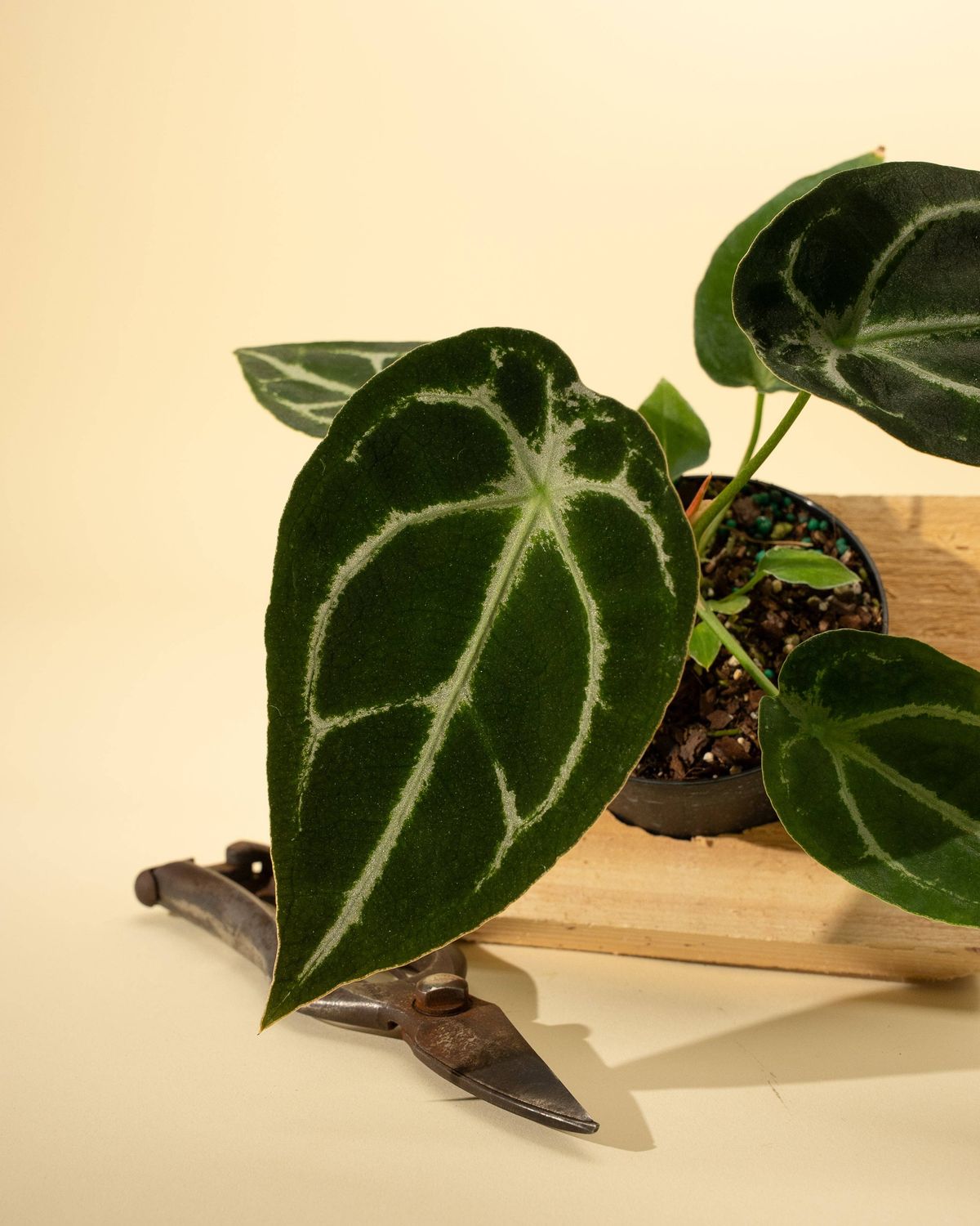 4" Anthurium 'Forgetii Hybrid'