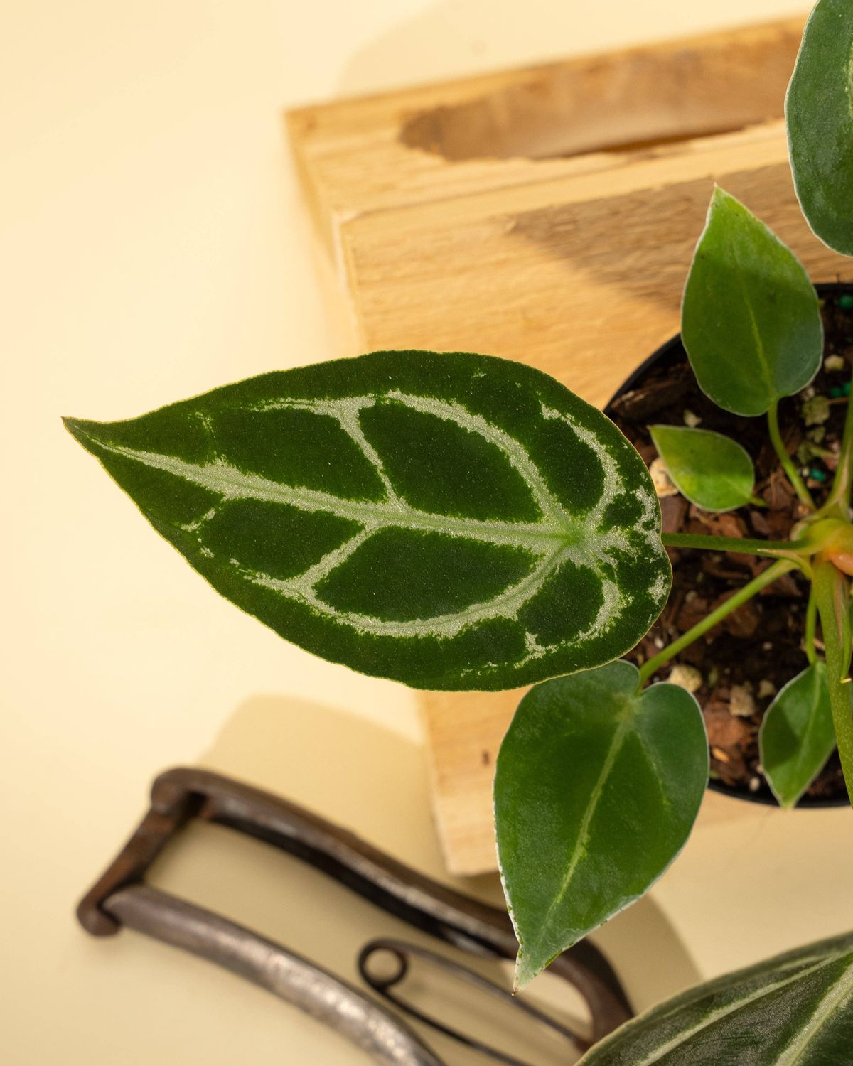 4" Anthurium 'Forgetii Hybrid'