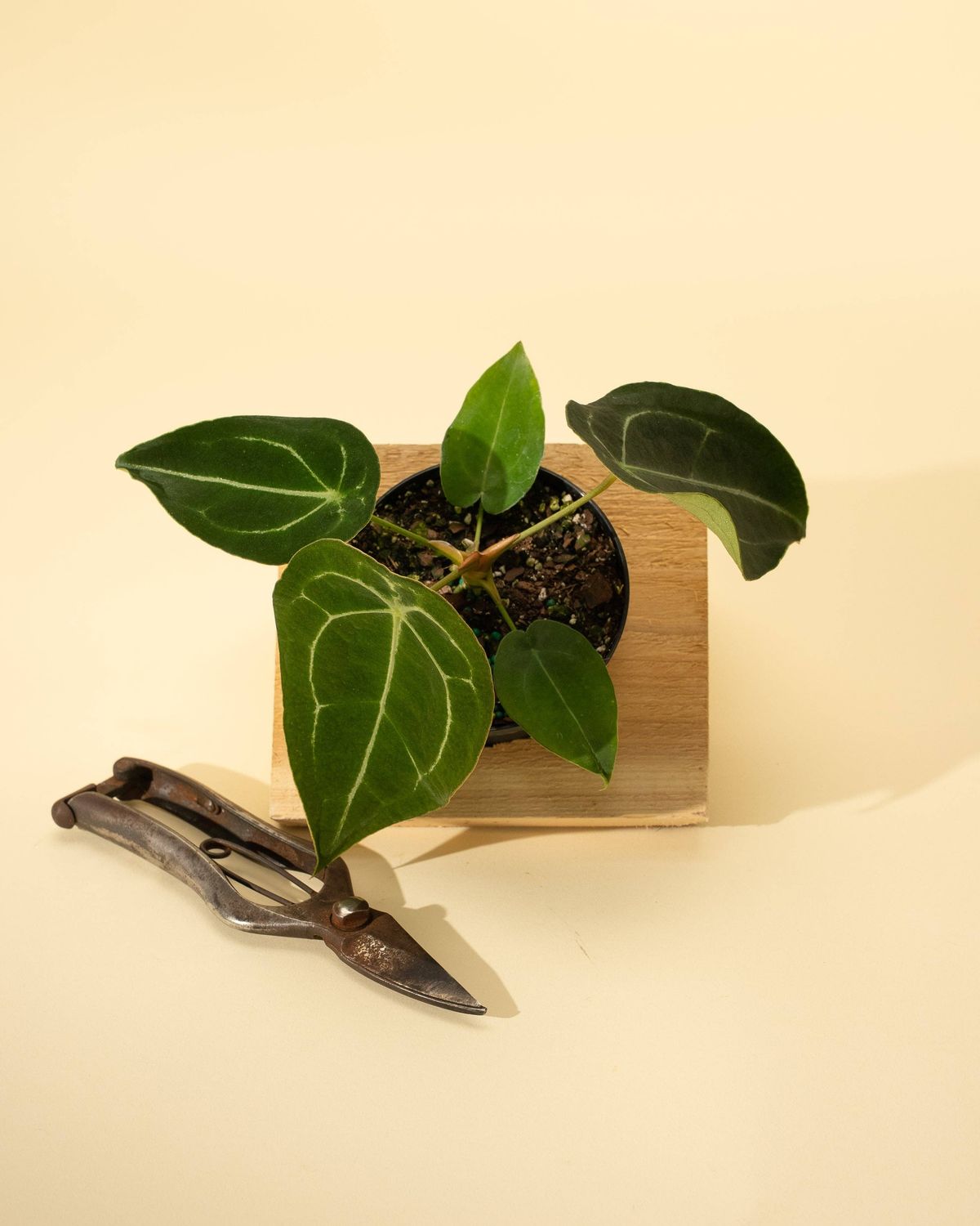 4" Anthurium 'Forgetii Hybrid'