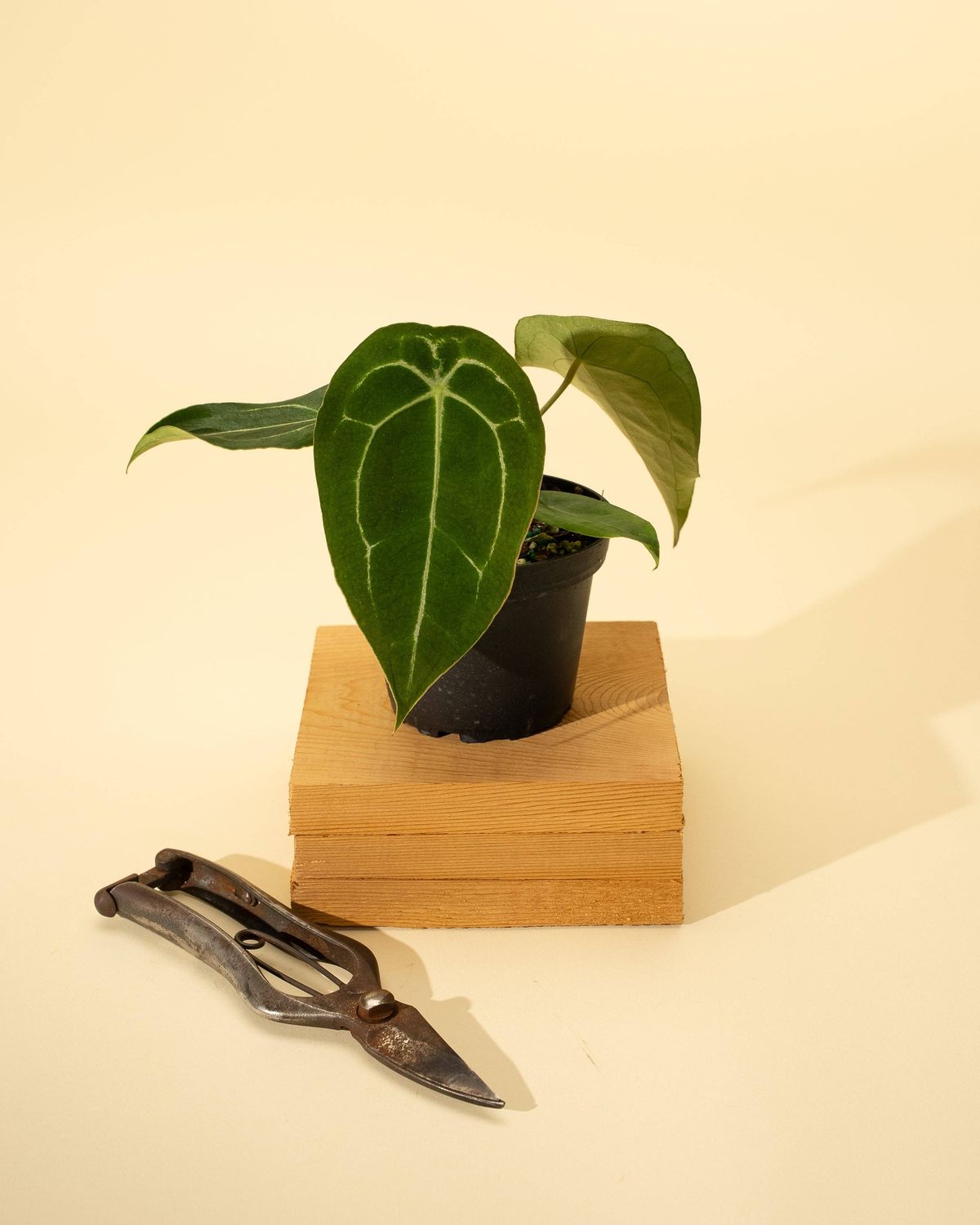 4" Anthurium 'Forgetii Hybrid'