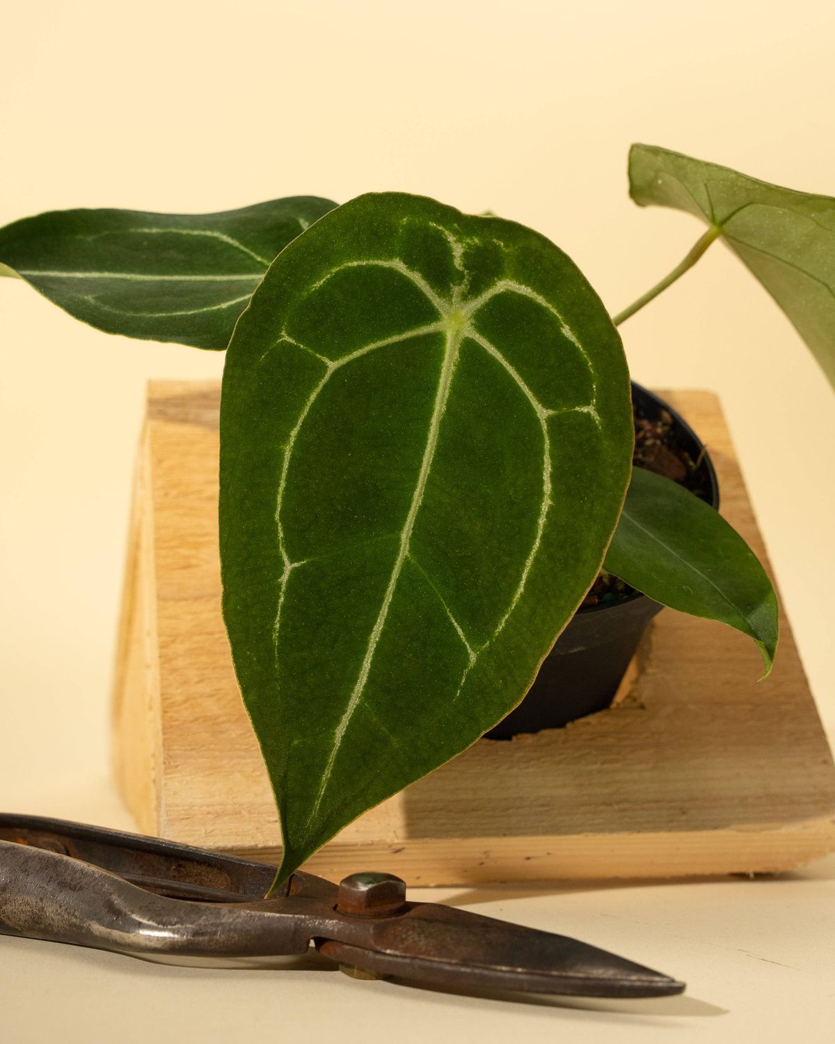 4" Anthurium 'Forgetii Hybrid'